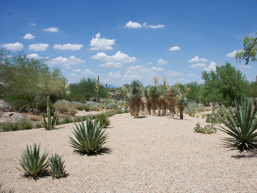 weed-removal-gilbert-arizona